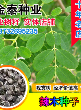 印度精选特级纯天然辣木籽种子