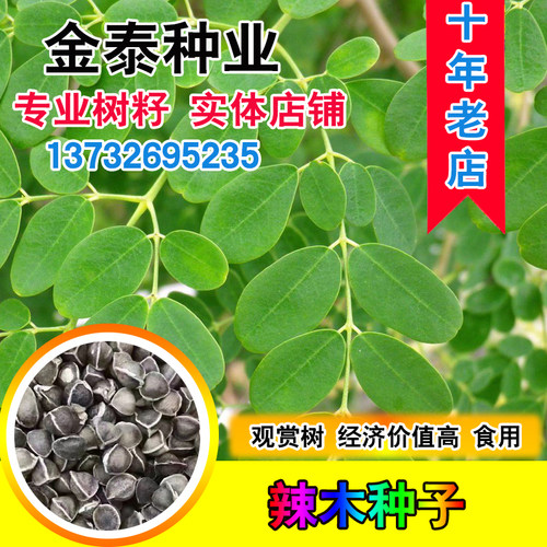 印度精选特级纯天然辣木籽种子