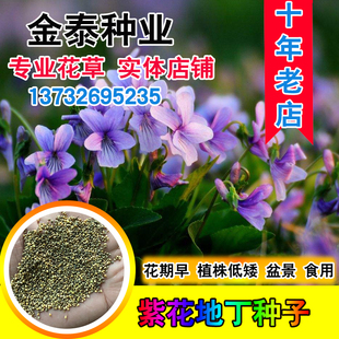 花卉紫花地丁种子早春开花田地丁少花狭叶蓝花盆栽甜地丁种子