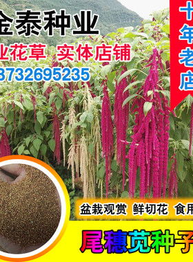 尾穗苋老枪仙人谷家居饰品种子