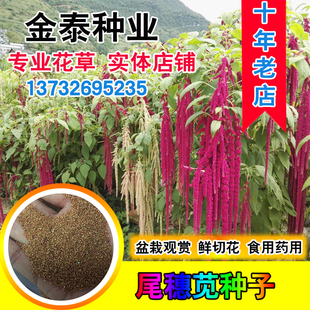 尾穗苋种子观赏花卉老枪谷 仙人谷家居饰品千穗谷种子彩色盆栽种