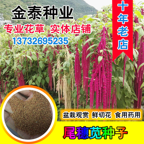 尾穗苋老枪仙人谷家居饰品种子