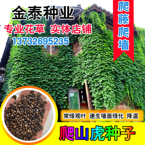 四季常青室内植物攀援花卉爬墙虎
