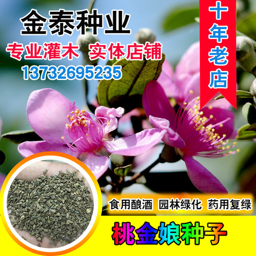 桃金娘种子哆尼仲尼菍当舅泥稔子