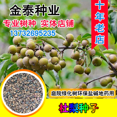 棠棣野生防护林水土保持杜梨