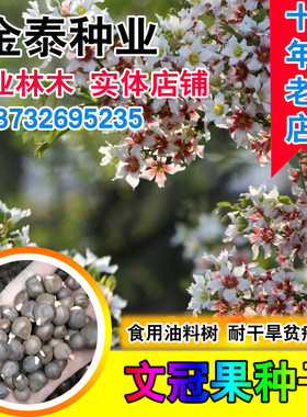 园林绿化花卉多年生树木文冠果