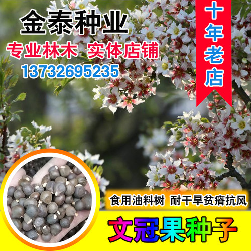 园林绿化花卉多年生树木文冠果