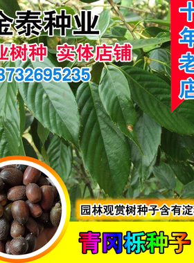 新采青冈栎种子 青冈树种子 紫心木种子 气象树种子 槲栎种子