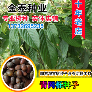 新采青冈栎种子 青冈树种子 紫心木种子 气象树种子 槲栎种子