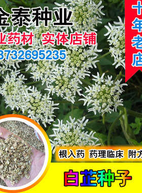 芳香当年芬白川白芷种子
