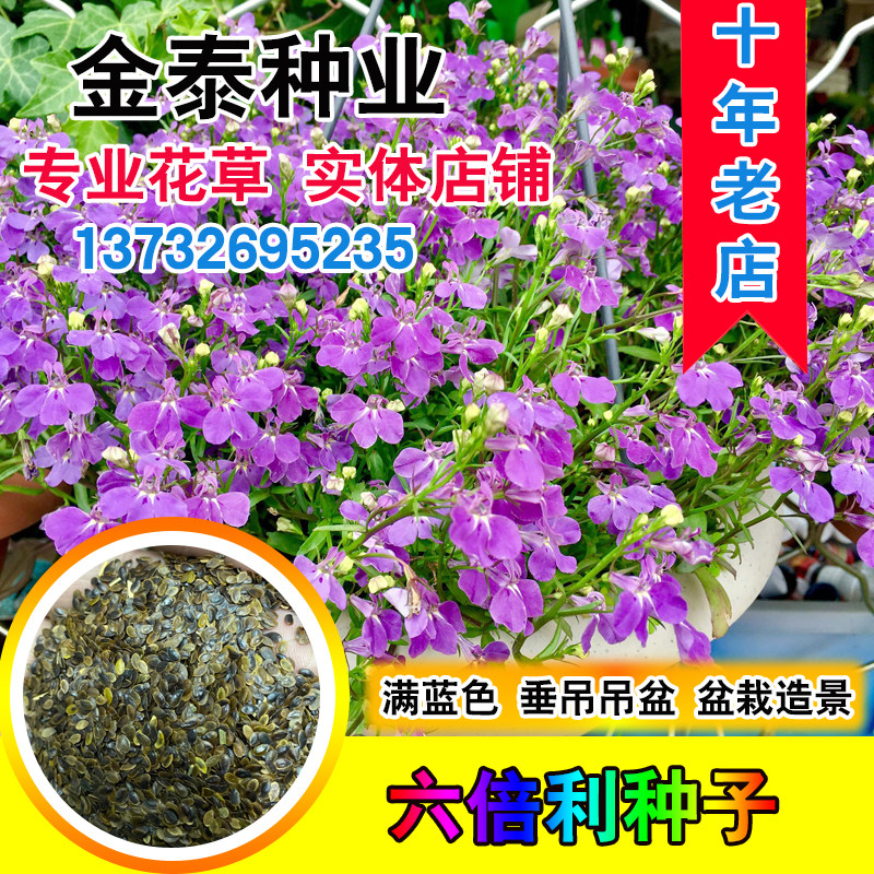 六倍利种子蓝花亚麻子阳台盆栽蓝色阳台吊兰花籽垂吊半边莲翠蝶花