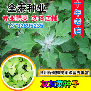 散装灰灰菜种子野生老品种野菜四季播野菜养生菜营养丰富味道鲜美