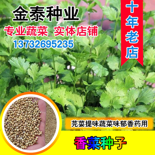 散装阳台泰国香菜秋冬季芫荽种子
