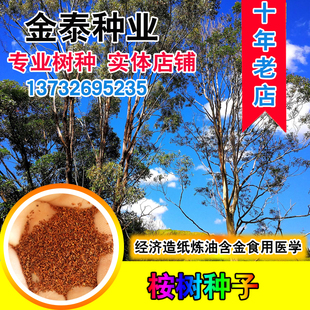 桉树种子尾叶巨桉蓝桉杏仁桉澳大利亚大小叶桉速生桉树尤加利树籽