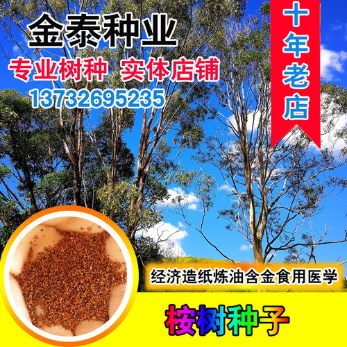 巨桉蓝桉杏仁澳大利亚尤加利桉树