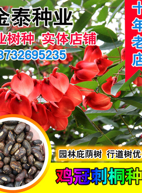 新采鸡冠刺桐巴西象牙红种子