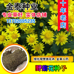 散装黄菊花种子 食用泡茶 贡菊 野生小杭白菊花野菊花种子