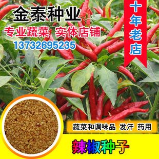 散装辣椒种子  小辣椒 望天椒种子辣椒王 朝天椒种子包邮