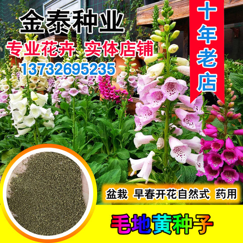 毛地黄室内阳台多年生花卉种子