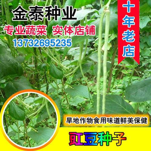 蔬菜散装高产豇豆种子
