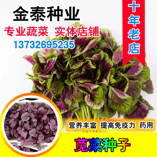 红苋菜种子圆叶四季播蔬菜