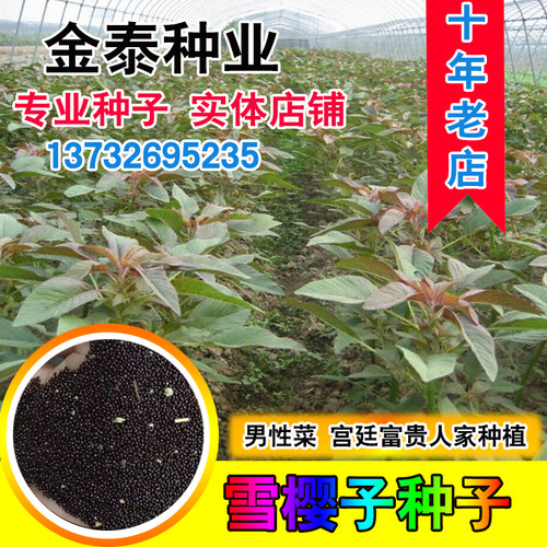 种子绿色保健男性温补特菜