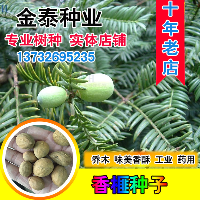 香榧种子林木种子榧子种子香榧树种子中药材野榧羊角榧细榧粗榧