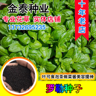 罗勒种子优质蔬菜九层塔大叶甜罗勒兰香金不换食用香料四季播籽孑