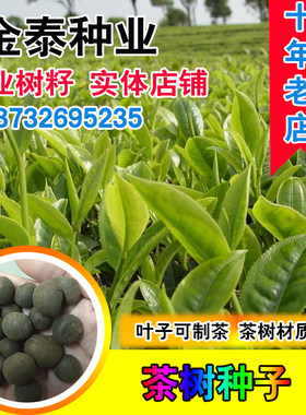 绿茶茶种子耐冬油茶大果红花
