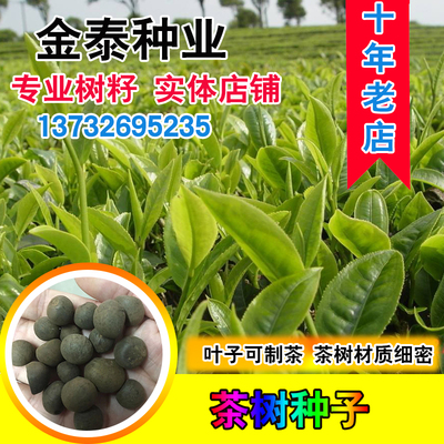 绿茶茶种子耐冬油茶大果红花