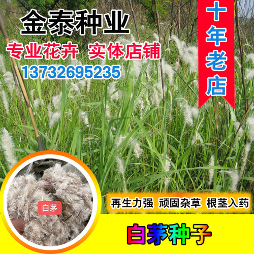 白茅种子斑茅  当年新采茅针 茅种子 耐荫耐瘠薄干旱 白茅根种子