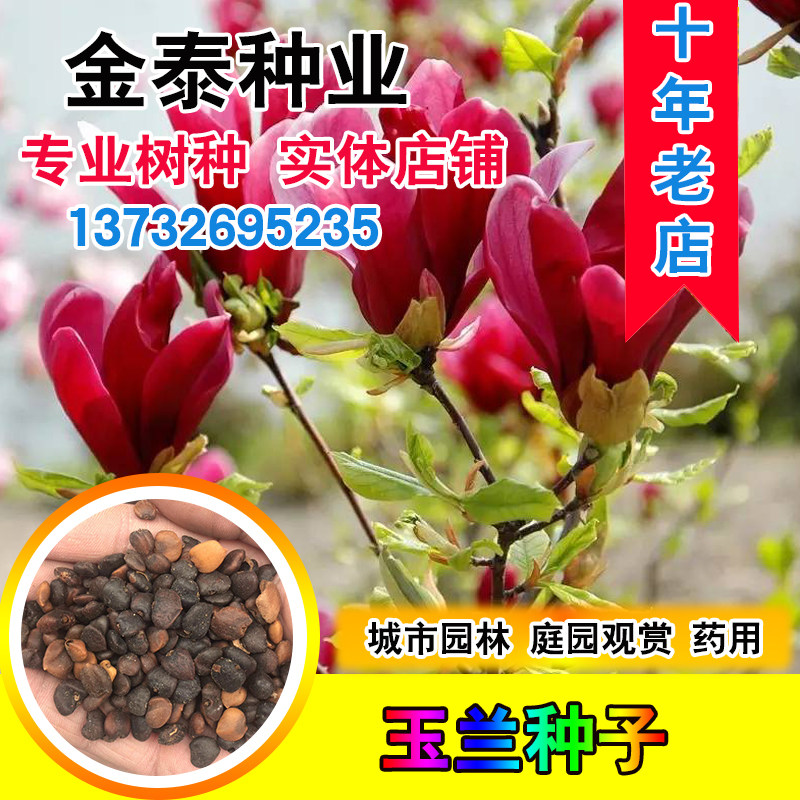 白玉兰净籽 玉兰种子去皮去油 紫玉兰净籽黄玉兰净籽辛夷净籽