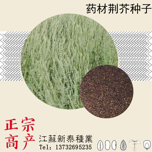 散装荆芥冬季种子