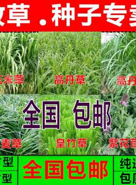 牧草多年生墨西哥玉米