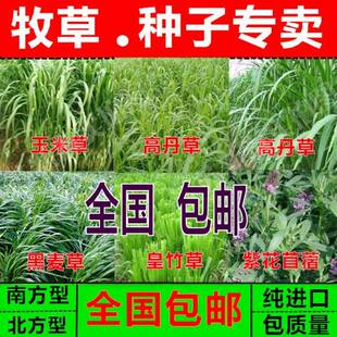 多年生墨西哥玉米草种子高丹草苏丹草鱼草牧草杂交狼尾草甜高粱籽