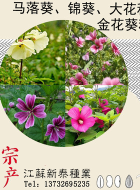 金花葵种子 菜芙蓉花大花秋葵种子芙蓉葵马络葵种子锦葵种子