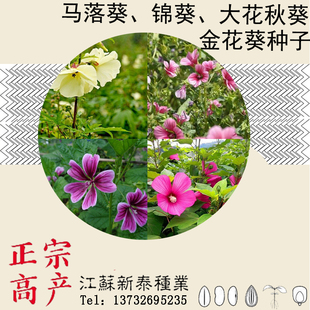 金花葵种子 菜芙蓉花大花秋葵种子芙蓉葵马络葵种子锦葵种子