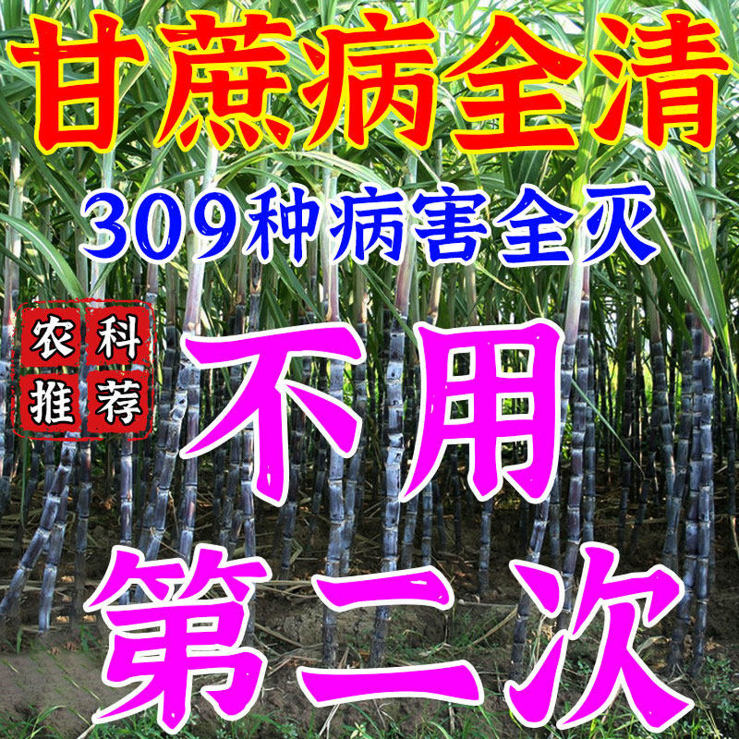 甘蔗专用药锈病枯叶病叶黄钻心虫全灭杀菌剂甘蔗拉长拉直专用肥料