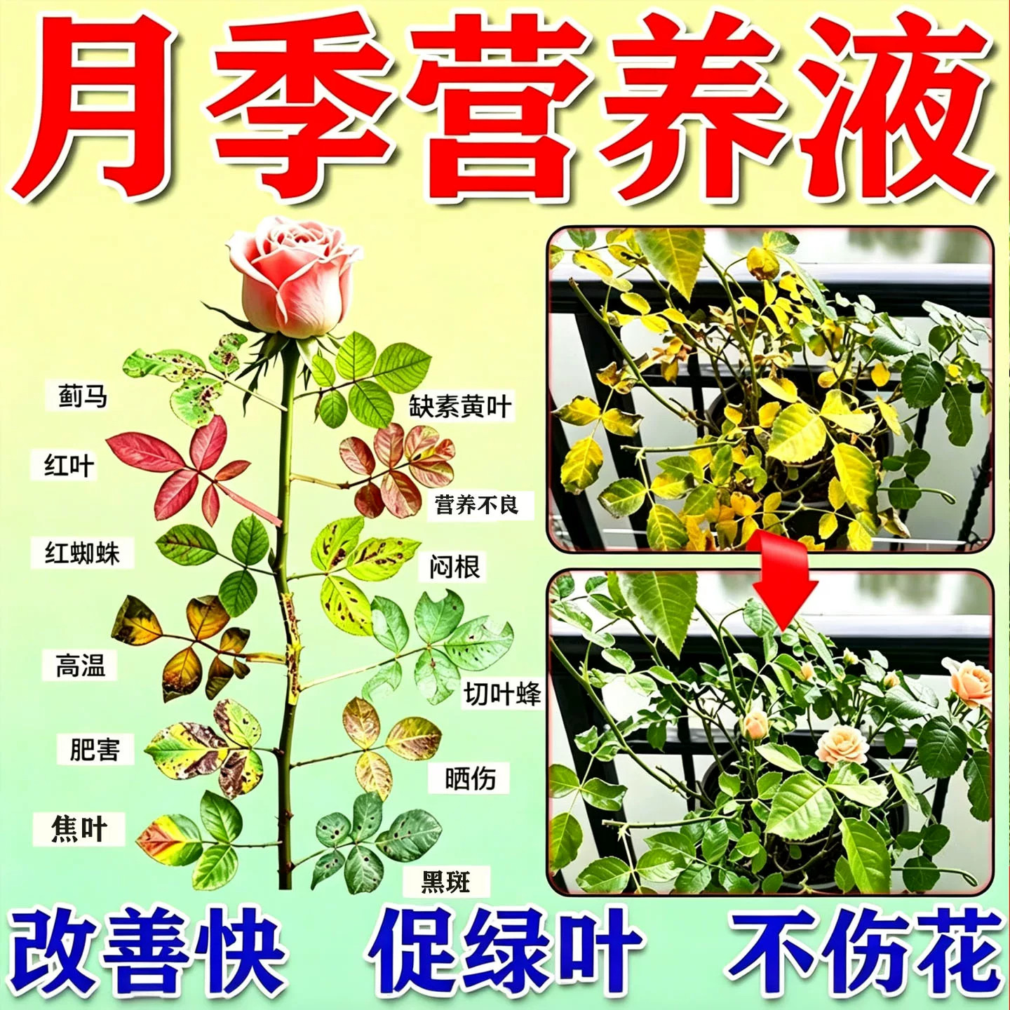 月季黑斑病专用病虫害常用菌剂