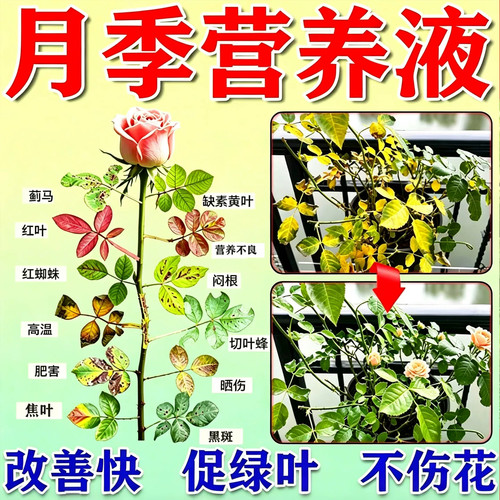 月季黑斑病专用病虫害常用菌剂
