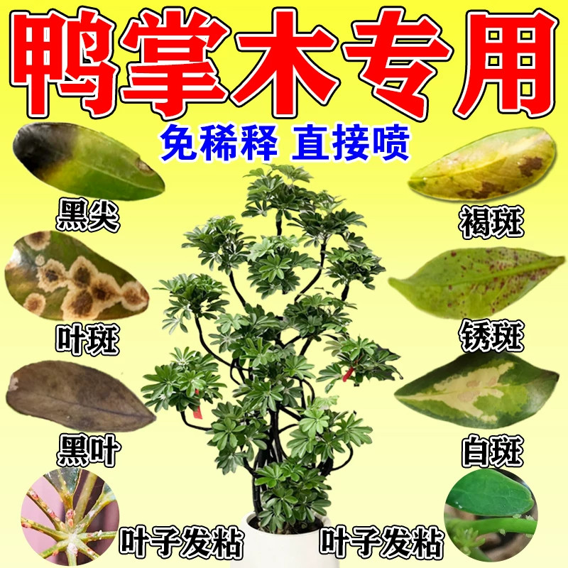 鸭脚木专用营养液鹅鸭掌木专用肥