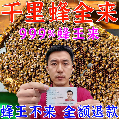 【千里蜂王来】招蜂水诱蜂蜡诱蜂