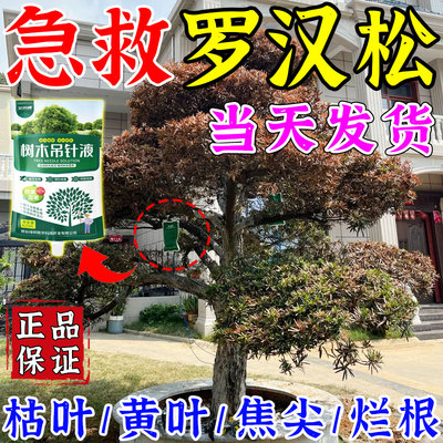 【当晚救活】罗汉松专用营养液