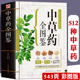 543页中草药全图鉴 彩色图鉴 常见中草药彩图大全书中药书籍本草纲目正版 全彩草药实图拍摄 中草药大全中医书籍中医养生速查全图解