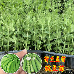 豌豆苗荷兰豆秧苗青蚕豆豌豆尖水果蚕豆盆栽老品种四季蔬菜苗种子