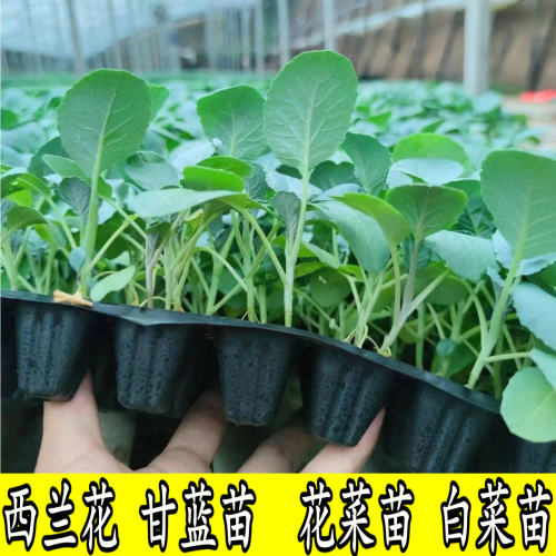 秋冬耐寒蔬菜苗西兰花苗花菜甘蓝莴笋大白菜秧阳台庭院盆栽菜秧苗