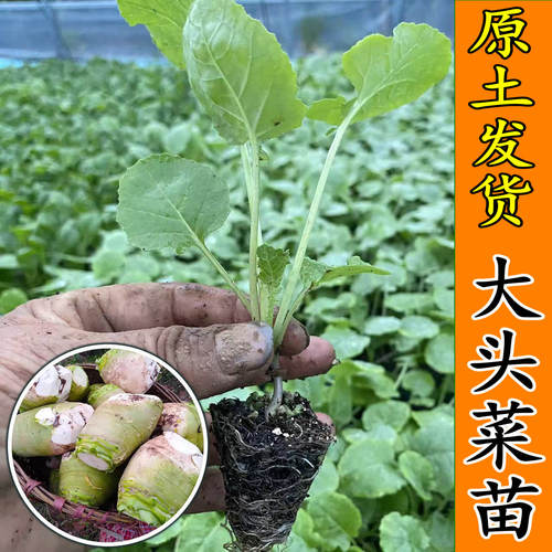 大头菜苗光头芥菜苗萝卜苗菜苔白菜苤蓝芥兰苗阳台庭院耐寒蔬菜苗