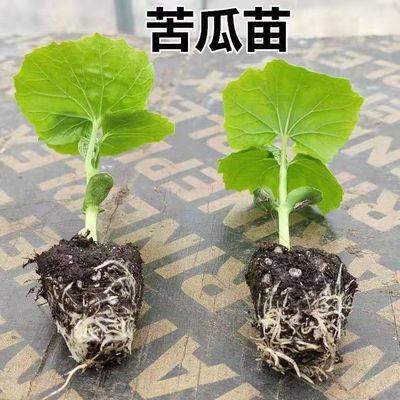 苦瓜苗子秧苗蔬菜苗四季阳台庭院盆栽原土苹果苦瓜秧苗白苦瓜幼苗