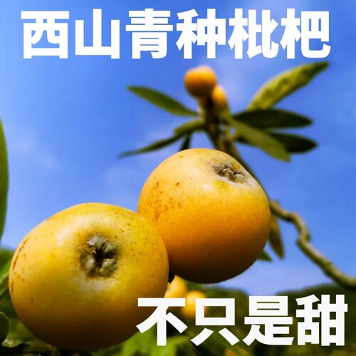 苏州西山青种枇杷五斤装产地直发顺丰