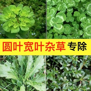 圆叶宽叶阔叶杂草除草剂死草烂根快马尼拉百慕大台湾草坪除三叶草